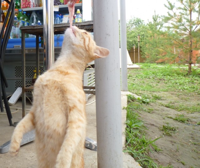 Котовторник  12. 06. 2012