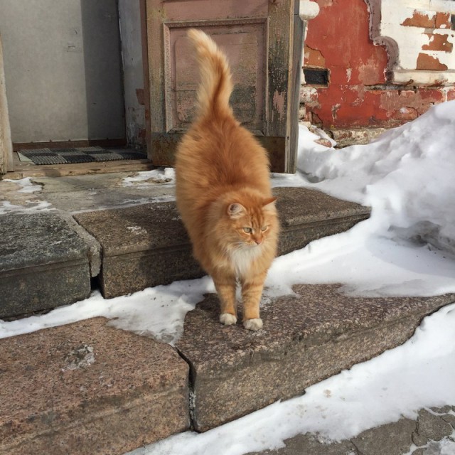 Зимние коты