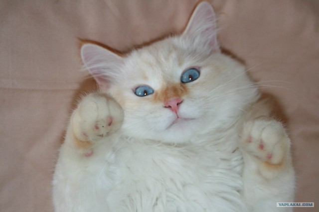 Котовторник на 26.06.12