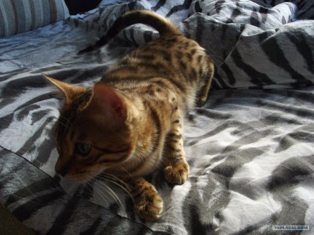 Котовторник 10. 07. 2012