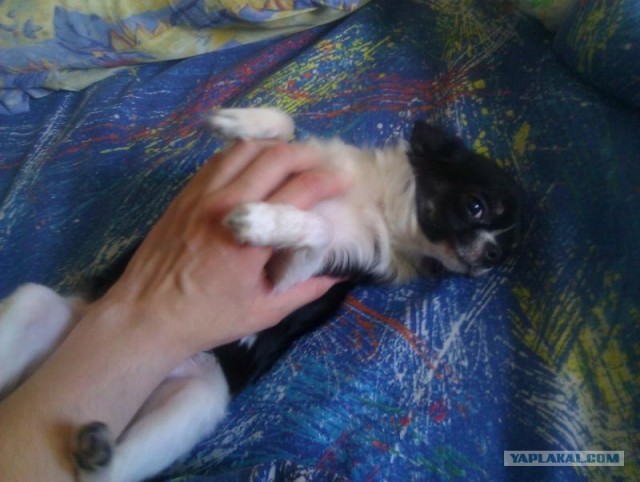 Собакочетверг