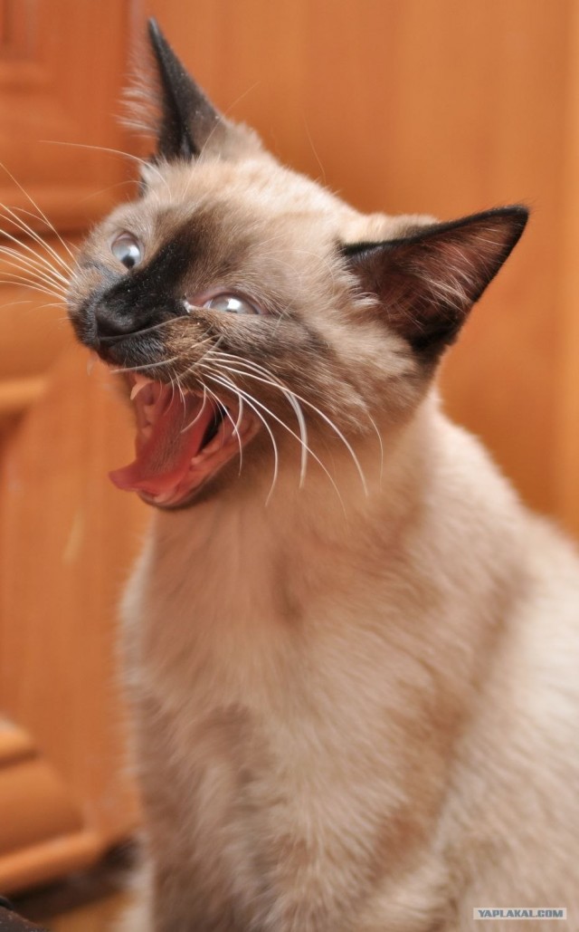 Котовторник 12.02.13