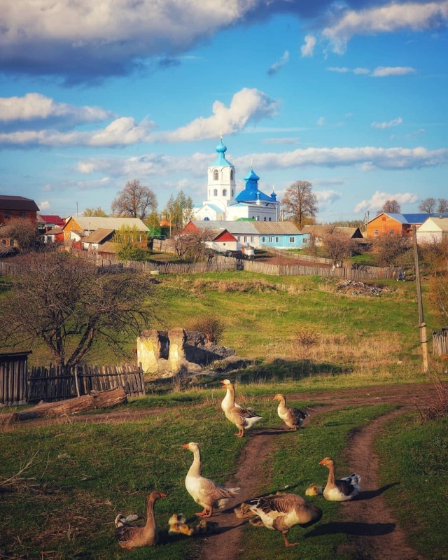 Живность из сети