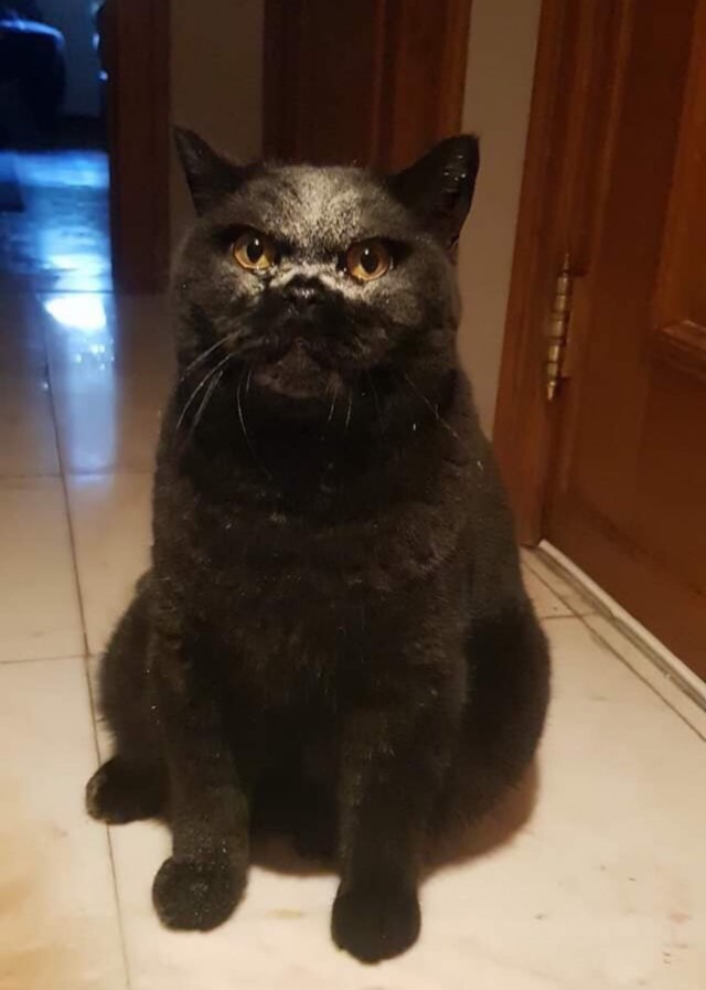 Эти забавные животные