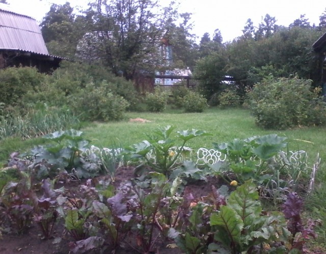 Как украинский борщ Балтийский флот покорил