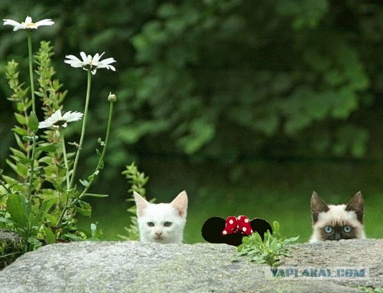 Фотожаба:Коты в засаде