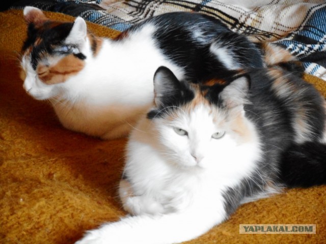 Котовторник же...