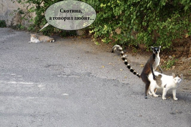 Крылья...ноги...Главное-хвост!