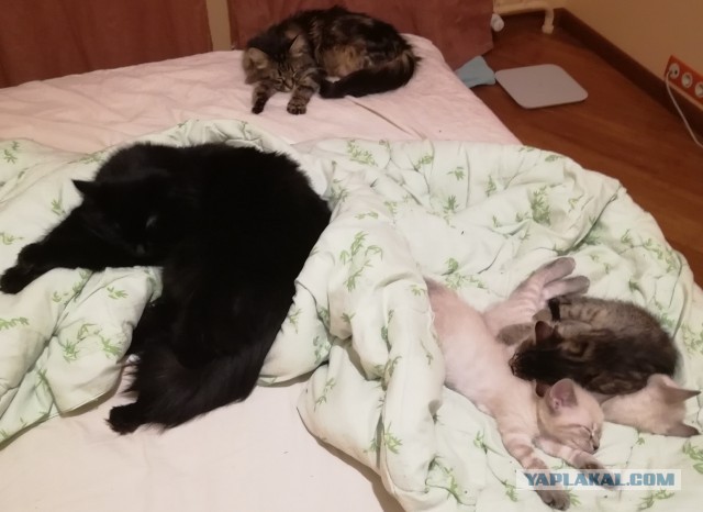Котовторник. Добавляйте своих