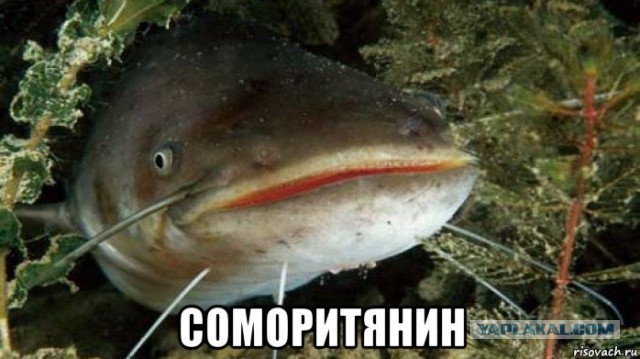 Спас детёнышей ласки от смерти после того, как мама при виде машины убежала, а малыши растерялись