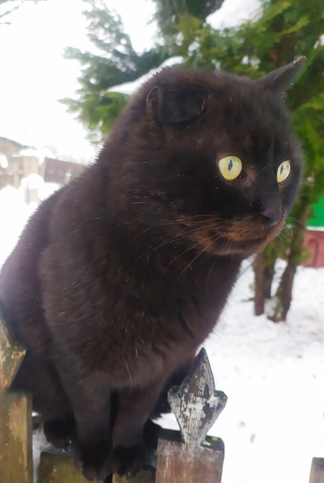 Котовторнику быть!