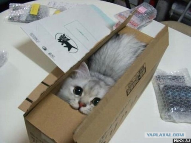 Упаковывание кота