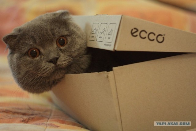 Котоловушка