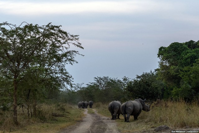 Уганда: самая настоящая Африка с гориллами и носорогами!