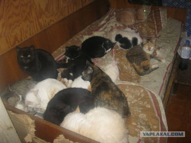 Жизнь домашнего приюта для котеек 335