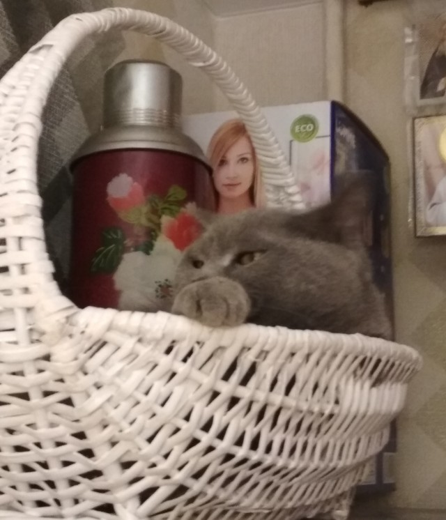 Кошки , кошечки, котяры 14.03.21
