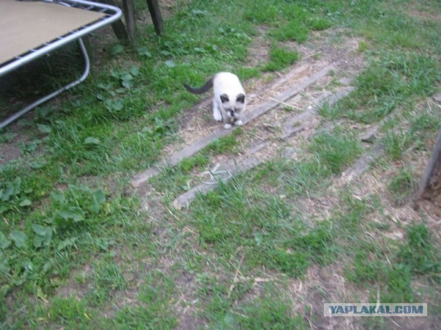 Жизнь домашнего приюта для котеек 346
