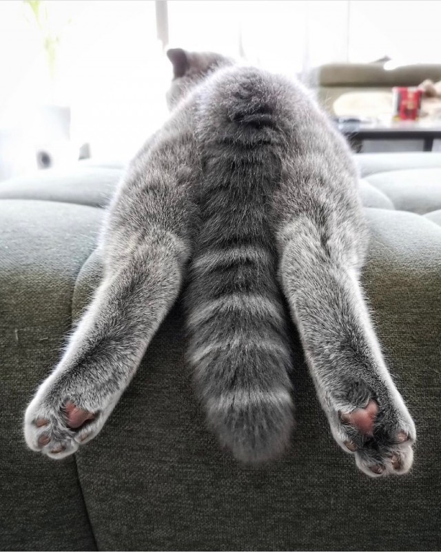 Разные котики