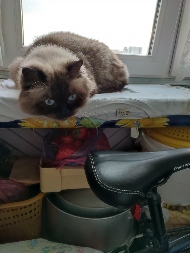 Ух, какой я котяро