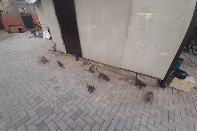 К котовторнику