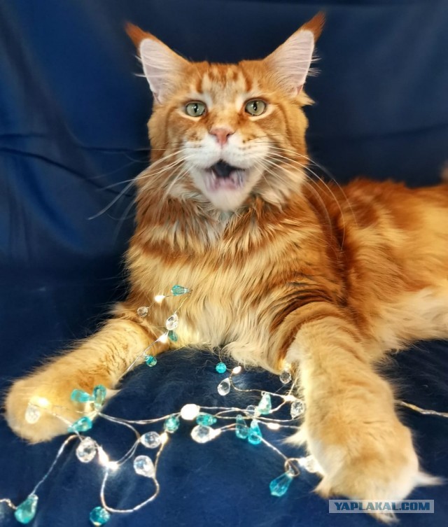 Котовторник 21.12.21