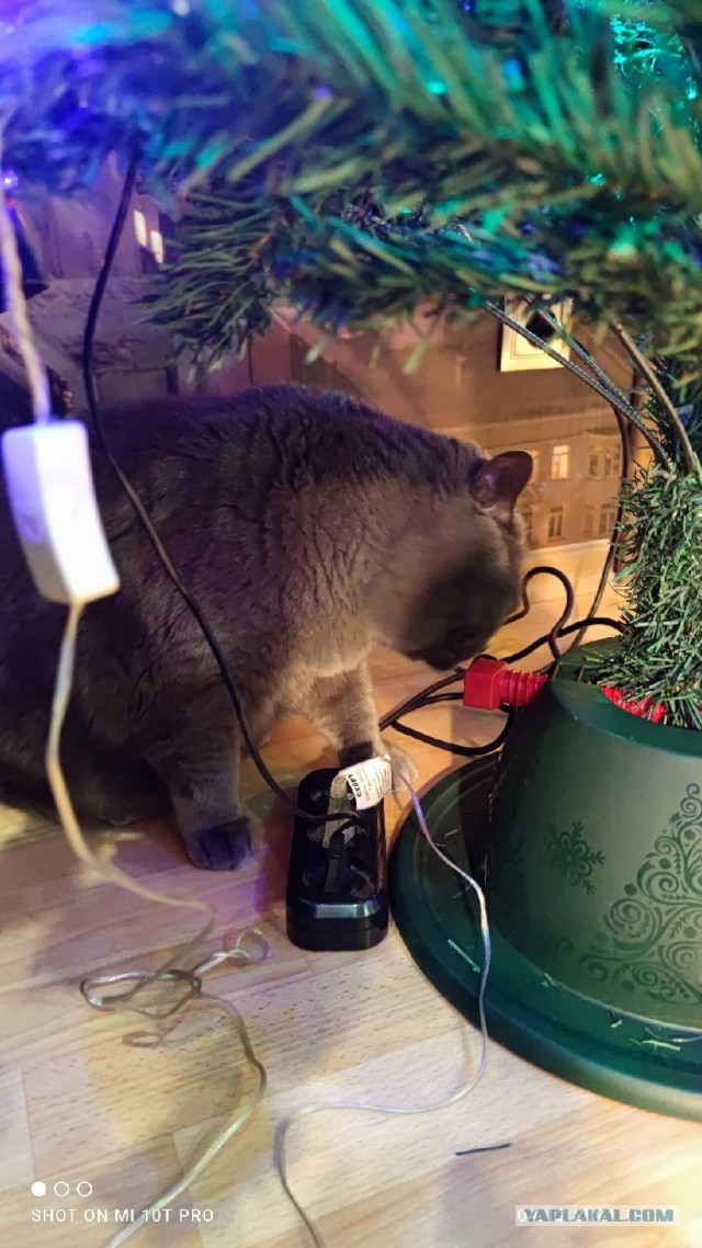 Котовторник 21.12.21