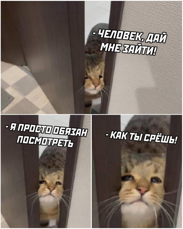Весёлый полтишок 27.12