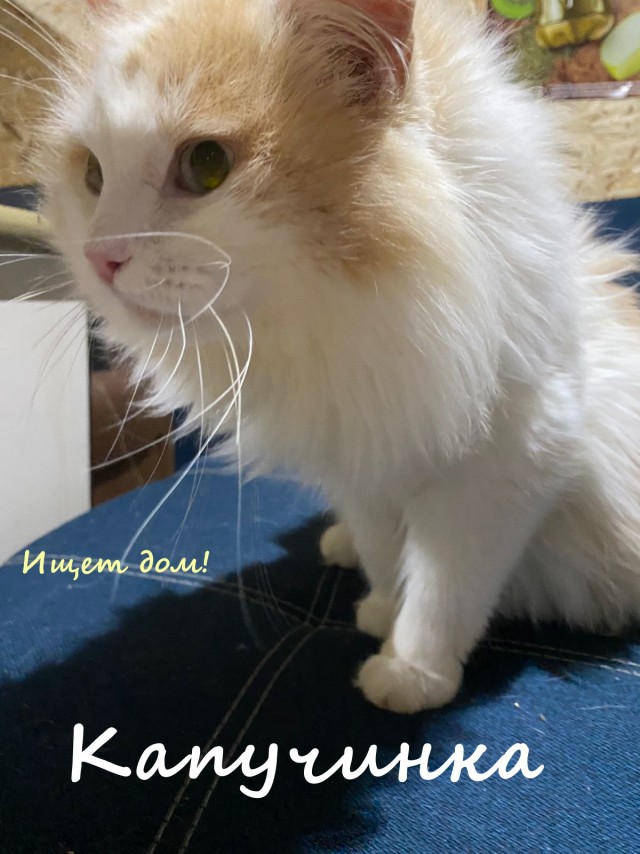 Жизнь домашнего приюта "Котоленд" 321