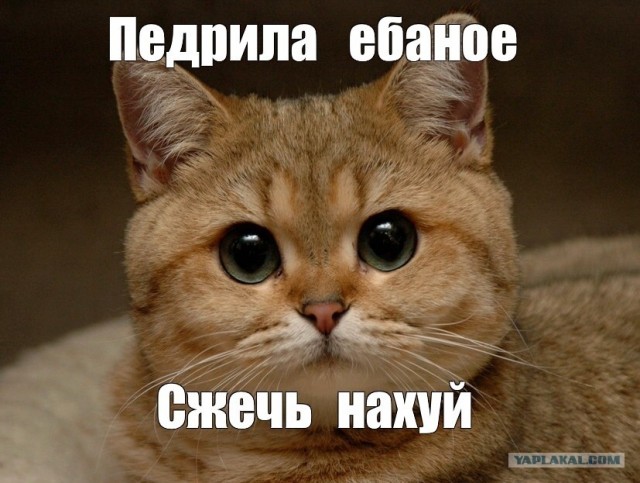 Российским кошкам запретили участвовать в международных соревнованиях