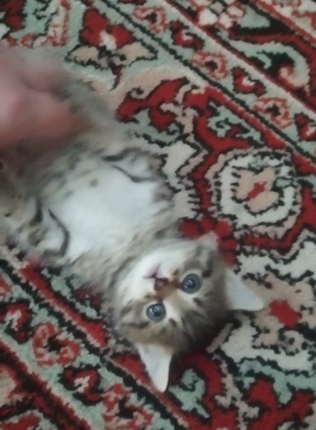 Выключайте скорее свои мимиметры!