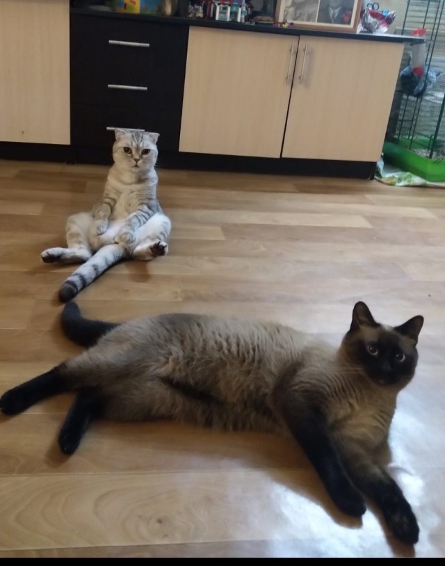 Я понимаю, что не котовторник.