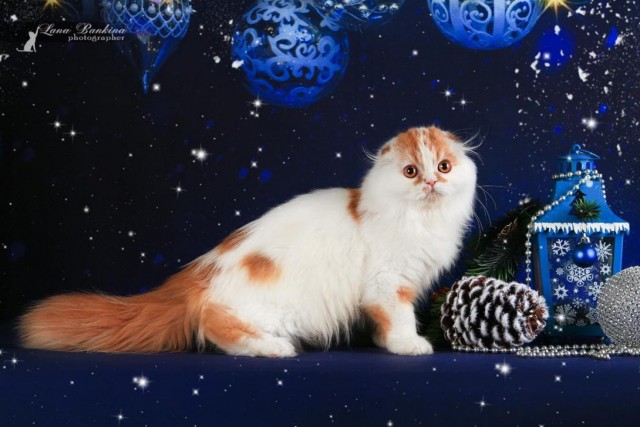 Ура! Котовторник.