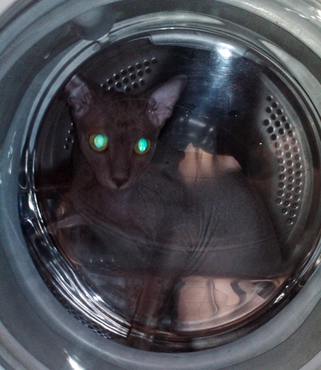 Котовторник 18.10.22