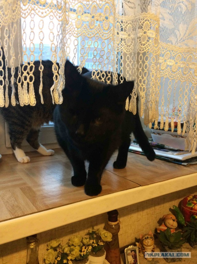 Сегодня День защиты черных котов!