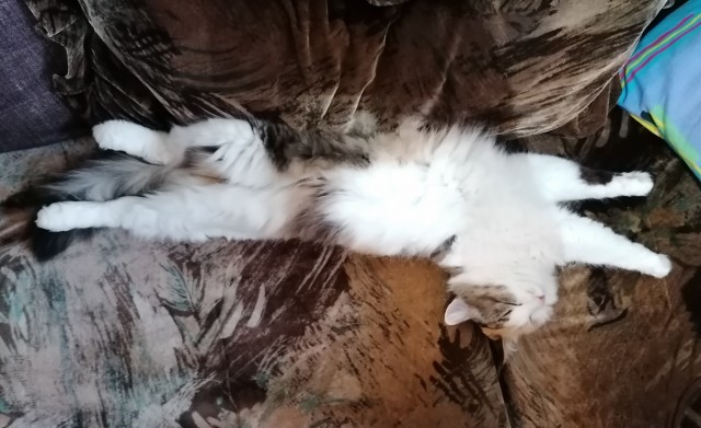 Котоюмор на ЯП. Веселые кото-картинки!