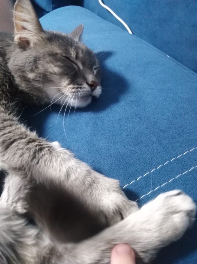 Коточетверг!