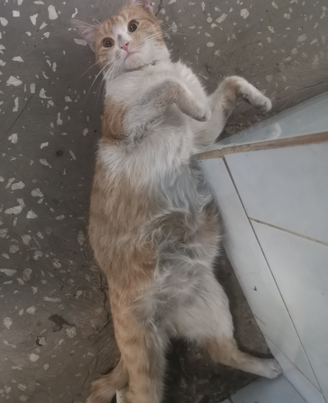 Коты-работяги