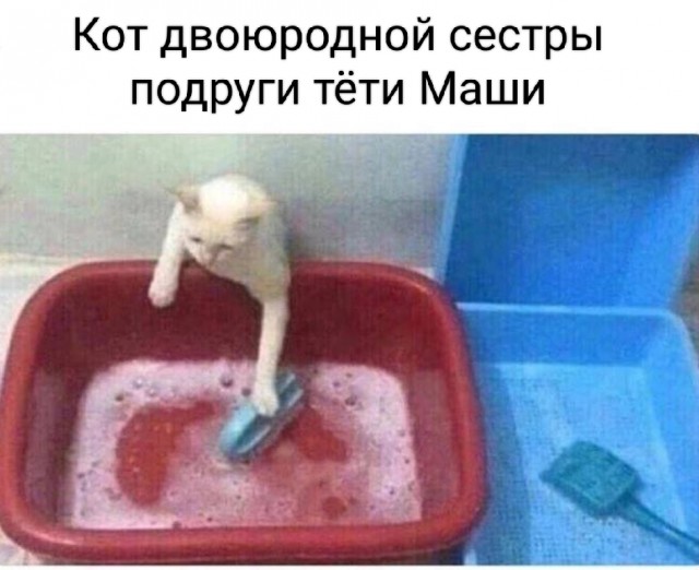 Наглая морда