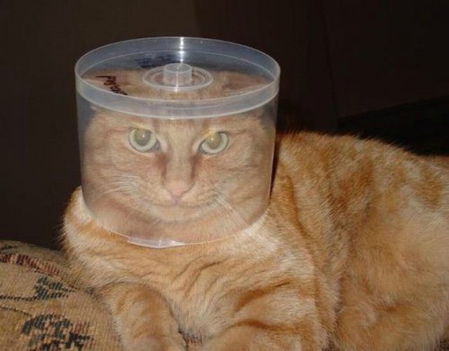 Дюжина фото, подтверждающих, что коты из потустороннего мира