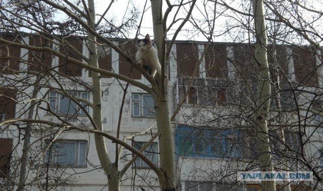 Котовторник 16.04.2013