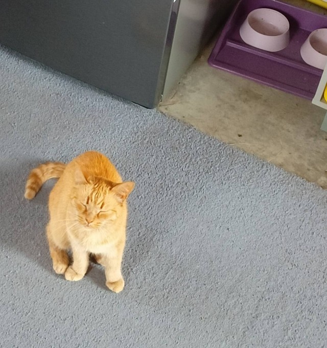 Котовторник! 16+ Коллеги-рабы, отмечаемся, у кого хозяину много лет!