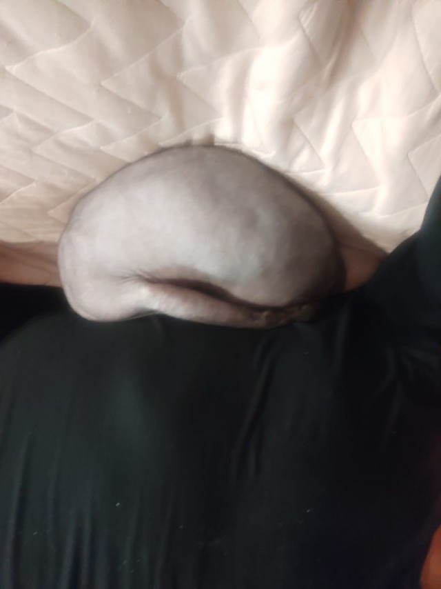 Позы для сна у кошек - что они означают?