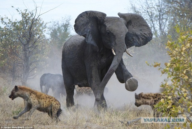 Ну чё ты, давай по-мужски поговорим