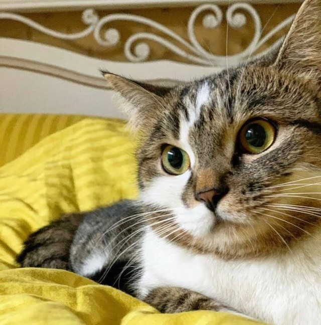 Кошка погибла из-за жары в салоне самолёта ЮТэйр рейса Москва — Анталья