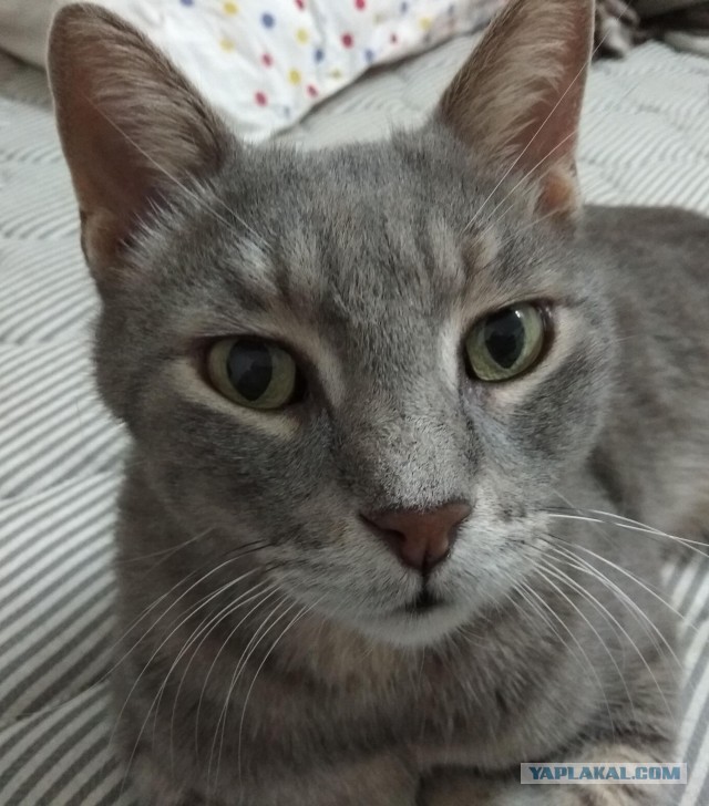 Привет, Кот.