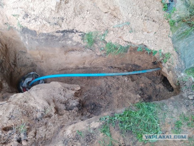 Жизнь домашнего приюта для котеек 499