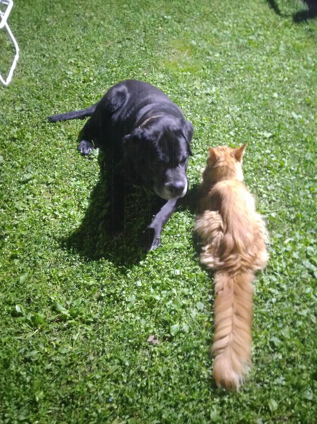 Котовторник же!