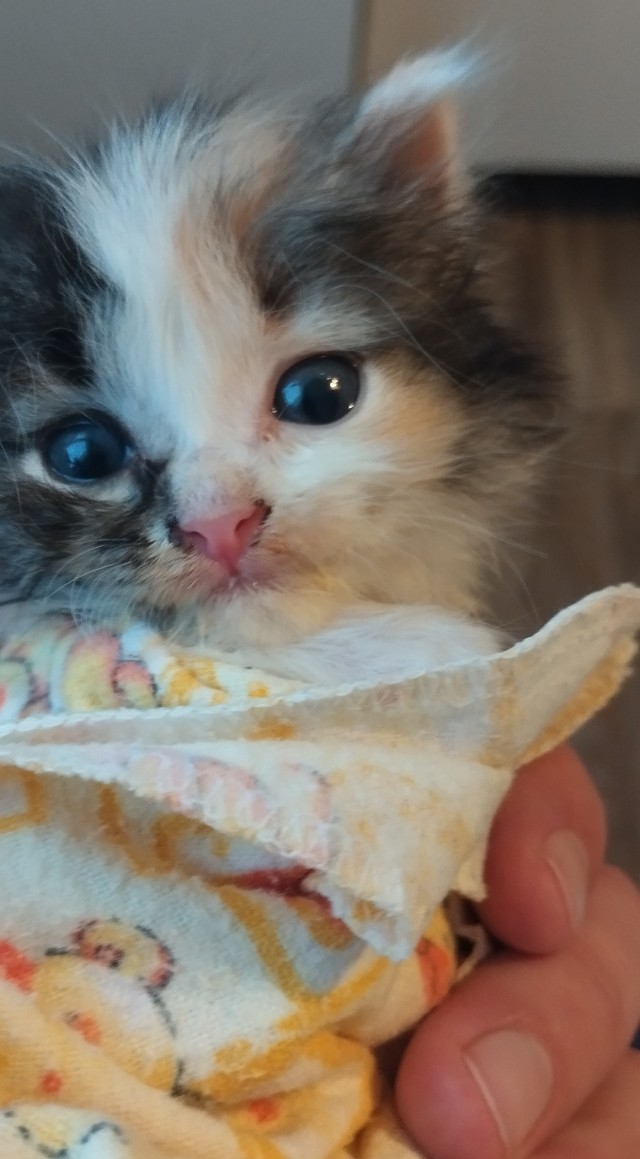 На котовторник