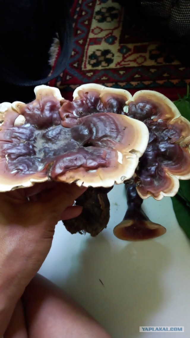 Бутан, таинственный Бутан