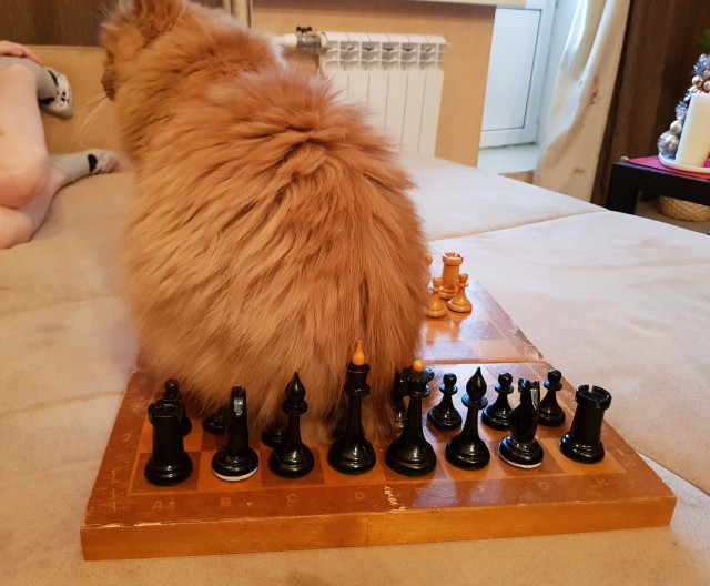 12 самых смешных котов в истории комического конкурса Comedy Pet Photography Awards